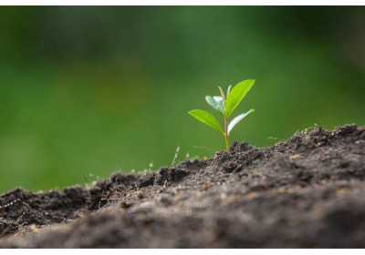 Cadeau écologique pour la journée mondiale de l'environnement