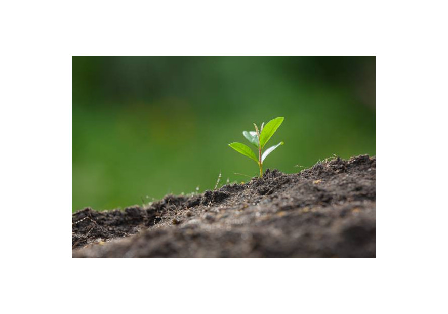 Cadeau écologique pour la journée mondiale de l'environnement