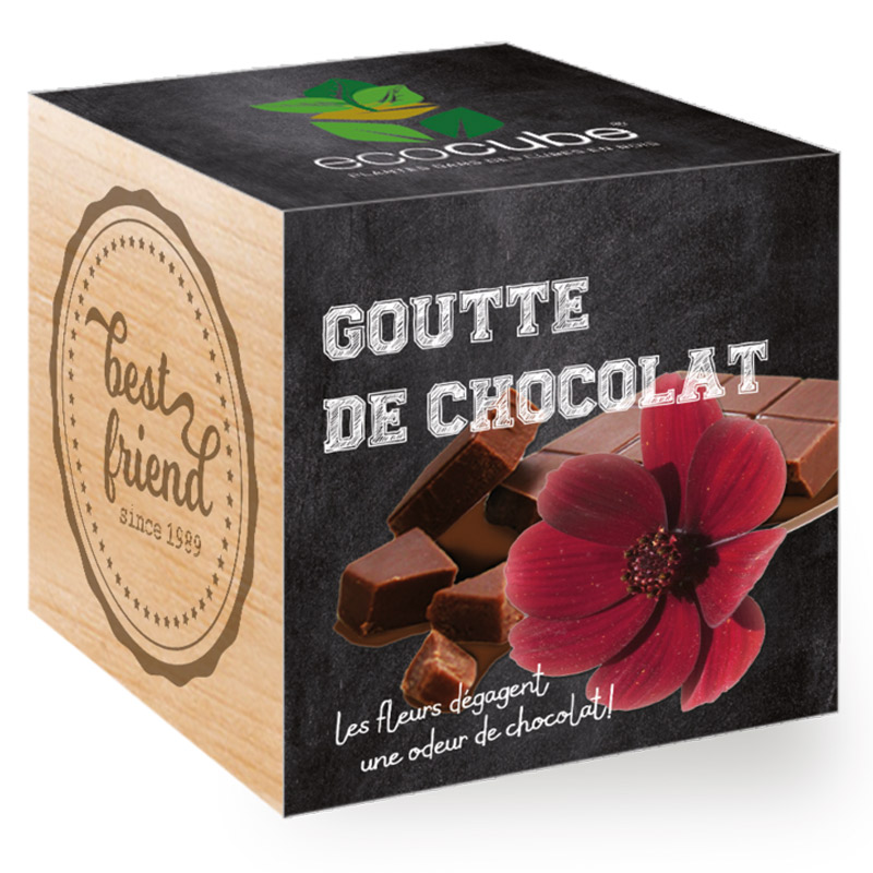 Une plante à faire pousser - EcoCube